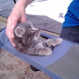 Entry image for Shadow