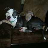 Entry image for Rhino and Nala