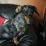 Entry image for Molly