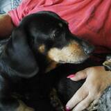 Entry image for Cody