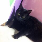 Entry image for smokey