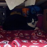 Entry image for Rosco