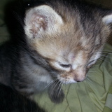 Entry image for chipper