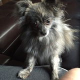 Entry image for Priya