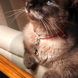 Entry image for Sophie