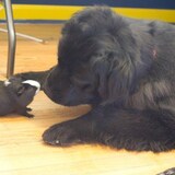 Entry image for Missy and Piggy