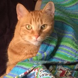 Entry image for Rosie