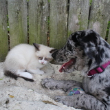 Entry image for Charlie