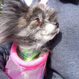 Entry image for Sookie