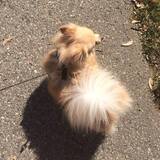 Entry image for Bodhi