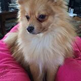 Entry image for Oscar