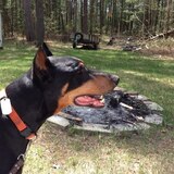 Entry image for Trey