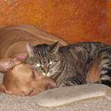 Entry image for Bella and Duma