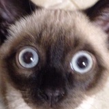 Entry image for Kekomi