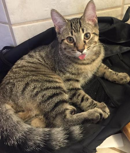 Entry image for Mosby. Clicking this image will show a larger photo