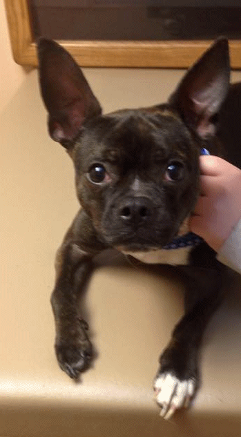 Entry image for Gizmo. Clicking this image will show a larger photo