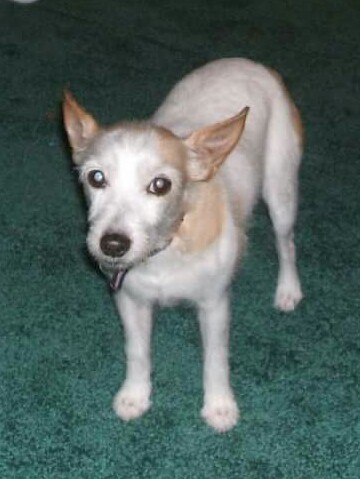 Entry image for Patches. Clicking this image will show a larger photo