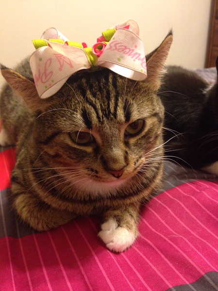 Entry image for Lily. Clicking this image will show a larger photo