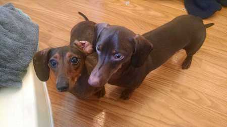 Entry image for Ava and Ellie. Clicking this image will show a larger photo