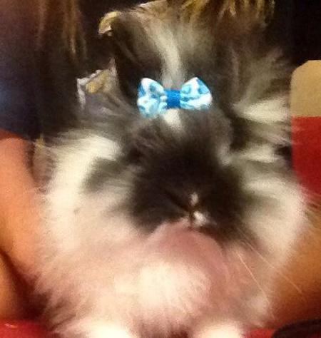 Entry image for Frodo. Clicking this image will show a larger photo