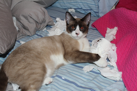 Entry image for Rigby. Clicking this image will show a larger photo