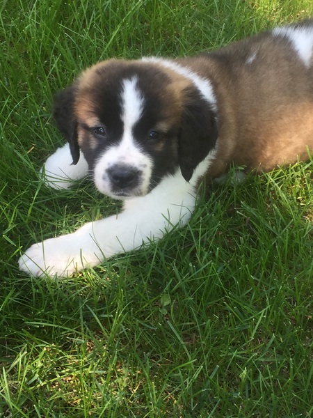 Entry image for Ivy. Clicking this image will show a larger photo