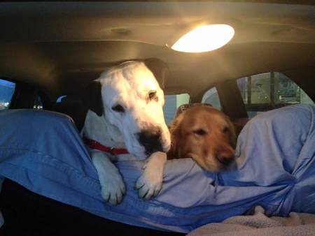 Entry image for Bonnie & Roscoe. Clicking this image will show a larger photo