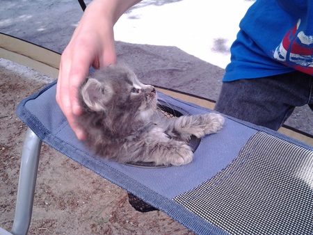 Entry image for Shadow. Clicking this image will show a larger photo