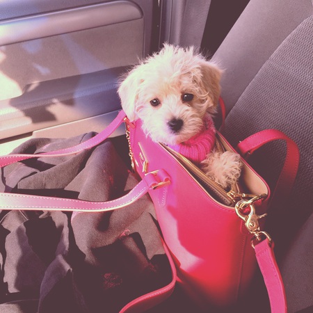 Entry image for Roxy. Clicking this image will show a larger photo