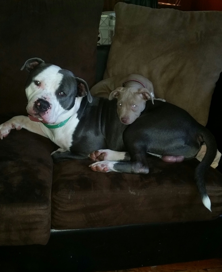 Entry image for Rhino and Nala. Clicking this image will show a larger photo