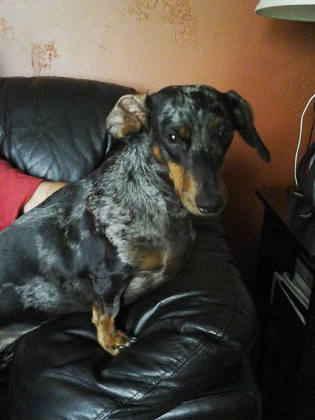 Entry image for Molly. Clicking this image will show a larger photo