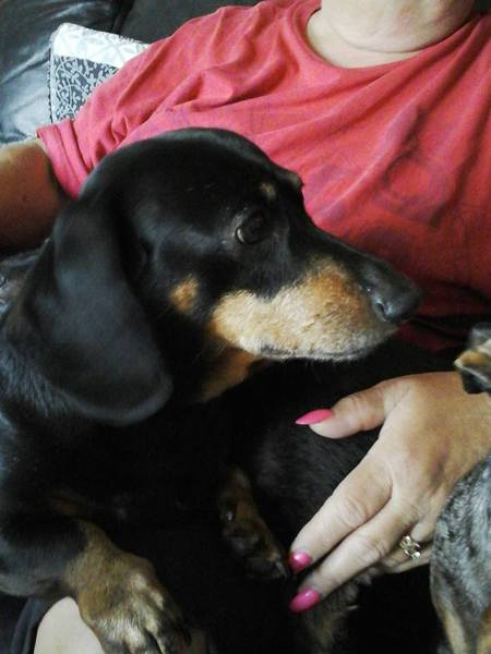 Entry image for Cody. Clicking this image will show a larger photo