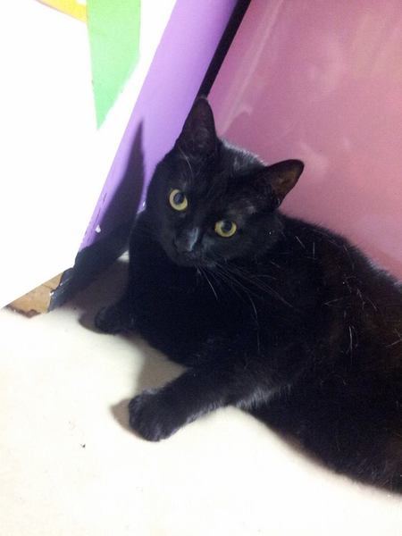 Entry image for smokey. Clicking this image will show a larger photo