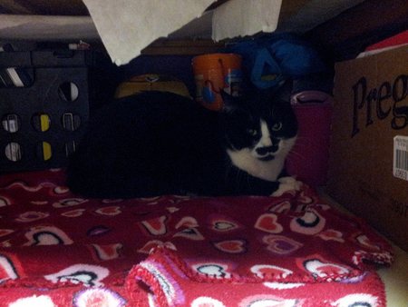 Entry image for Rosco. Clicking this image will show a larger photo