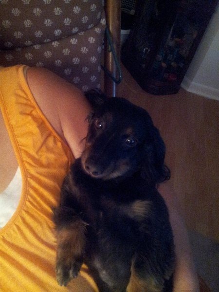 Entry image for Momo. Clicking this image will show a larger photo