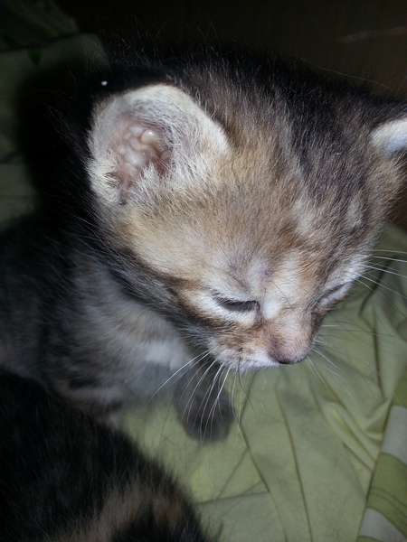 Entry image for chipper. Clicking this image will show a larger photo