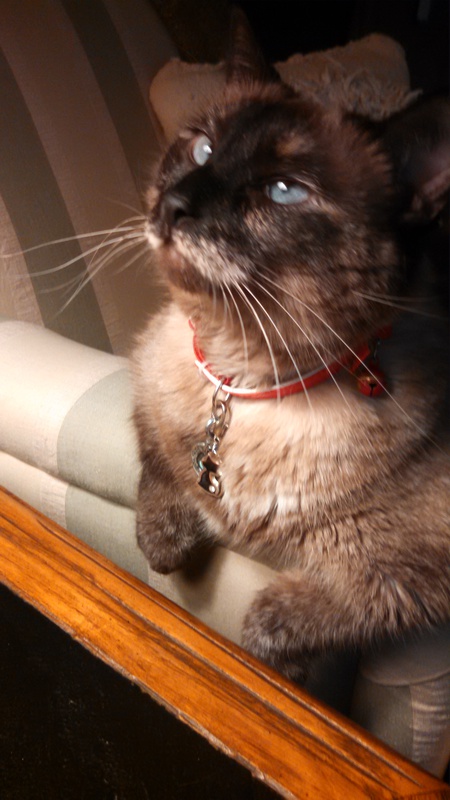 Entry image for Sophie. Clicking this image will show a larger photo