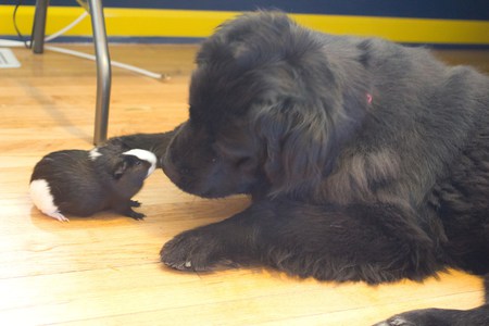 Entry image for Missy and Piggy. Clicking this image will show a larger photo