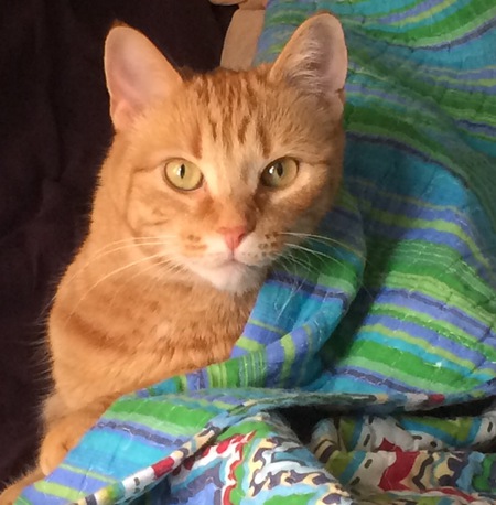 Entry image for Rosie. Clicking this image will show a larger photo