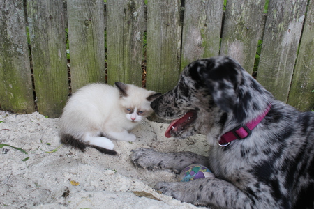 Entry image for Charlie. Clicking this image will show a larger photo