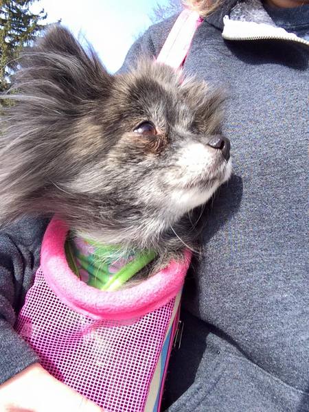 Entry image for Sookie. Clicking this image will show a larger photo