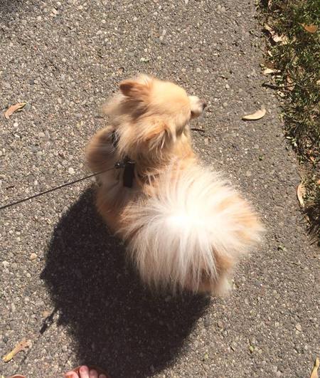 Entry image for Bodhi. Clicking this image will show a larger photo