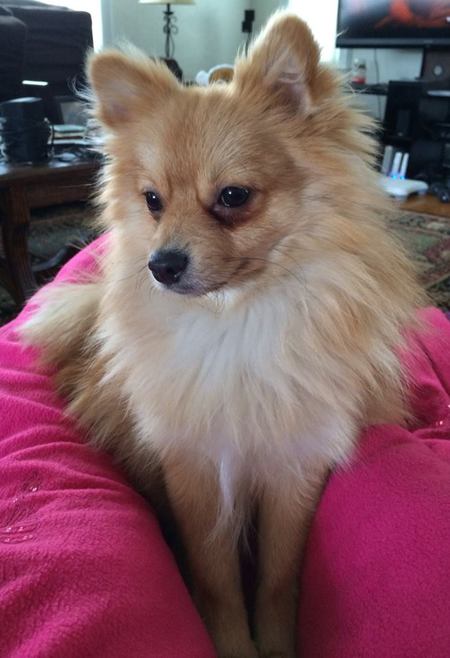 Entry image for Oscar. Clicking this image will show a larger photo