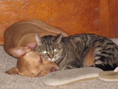 Entry image for Bella and Duma. Clicking this image will show a larger photo