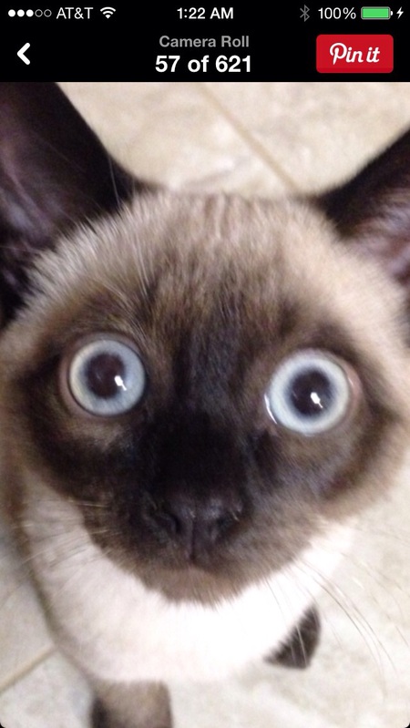 Entry image for Kekomi. Clicking this image will show a larger photo