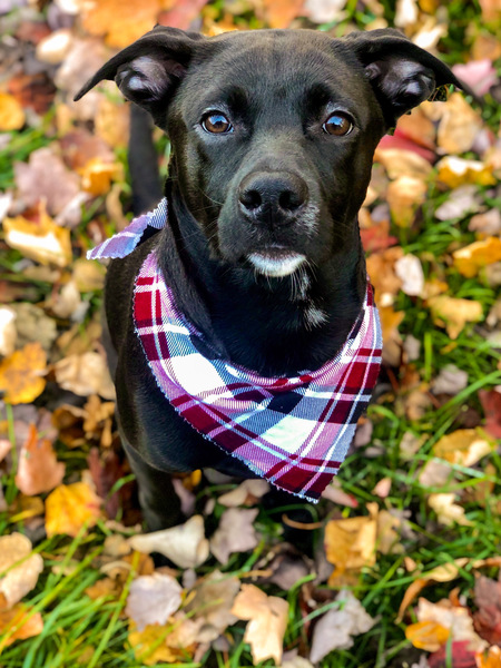 Sadie