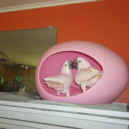Anouk and larry