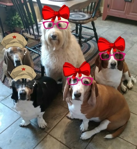 Freddy,Hunny,Suede,Hazli,Mini