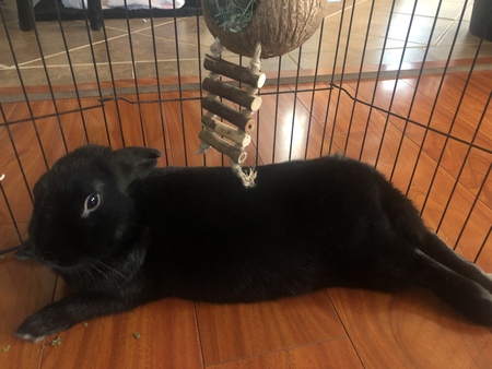 Coco