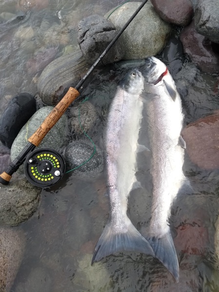 Skeena Sockeye